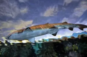 shark at ripleys aquarium
