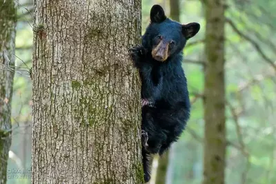 Gatlinburg Bear Cub