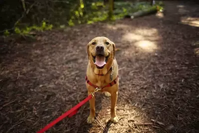 Dog on leash on hiking trail