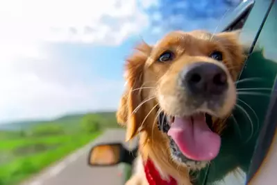 doh riding in the backseat of a car hanging out the window