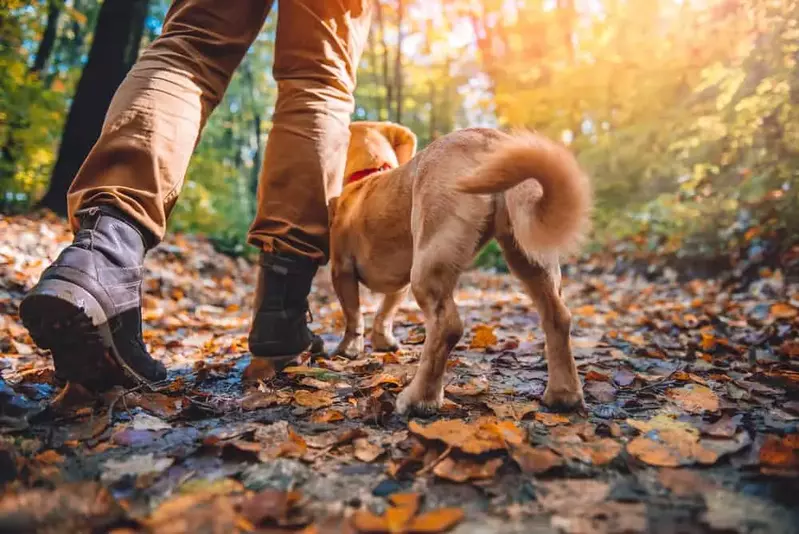 owner hiking with his dog through the woods