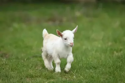 baby goat in the grass 
