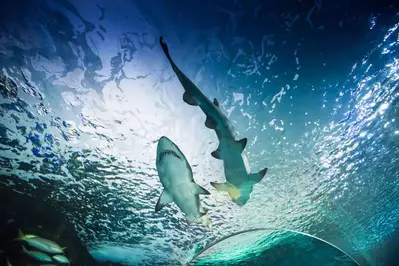 Sharks at Ripley's Aquarium