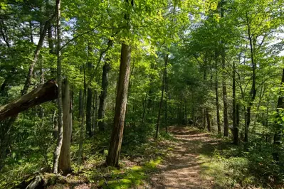 hiking trail in the smokies