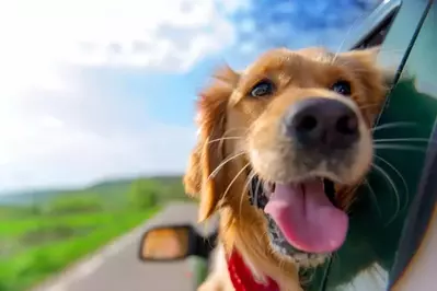 golden retriever with head out car window