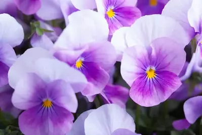 Beautiful violets growing near our Gatlinburg TN vacation rentals.