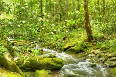 spring smokies creek