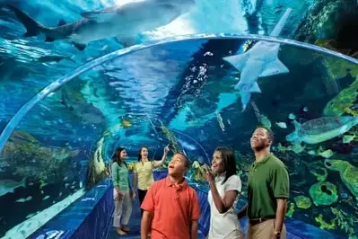 ripley's aquarium