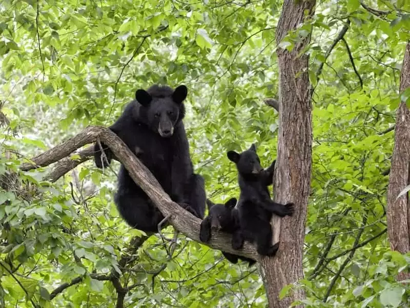 Smoky Mountain black bears in a tree.