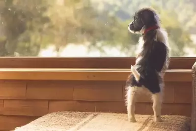 dog at a cabin in the smoky mountains