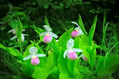 lady slippers