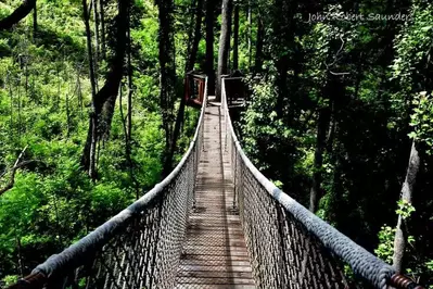 treetop skywalk at anakeesta