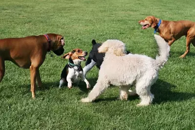 dogs playing at the petsafe dog park in sevierville