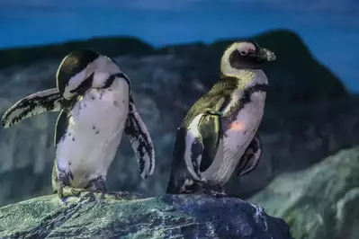penguins in the aquarium