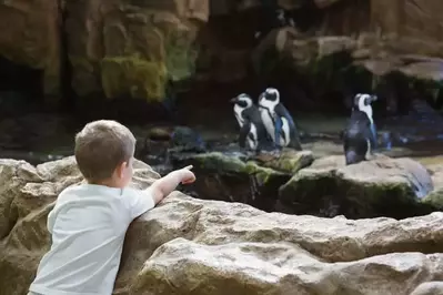 little boy pointing at penguins in aquarium