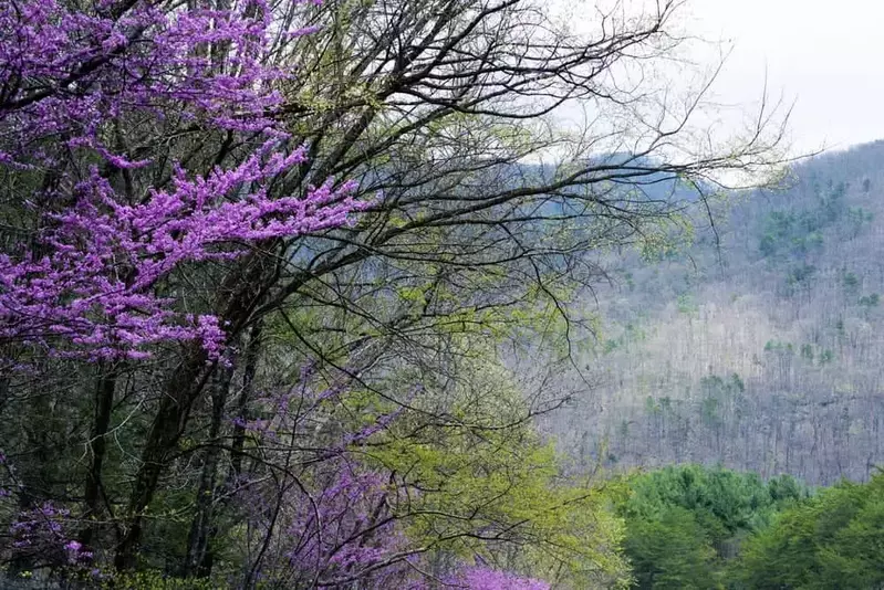 spring in the Smoky Mountains with wildflowers