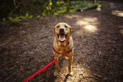 dog on gatlinburg trail