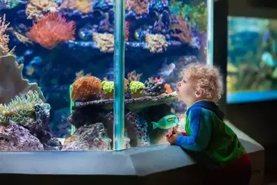 toddler watching fish at the aquarium