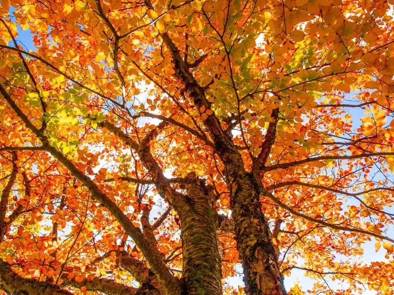 Trees with fall colors