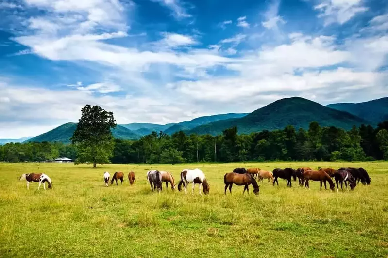 Horses grazing in Cades Cove, one of the best places to visit in the Smoky Mountains.