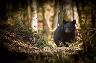 A black bear walking through the forest in the Smoky Mountains.