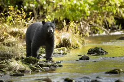 A black bear next to a stream.