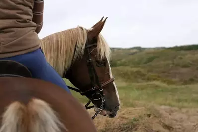 Horseback Riding in the Smoky Mountains