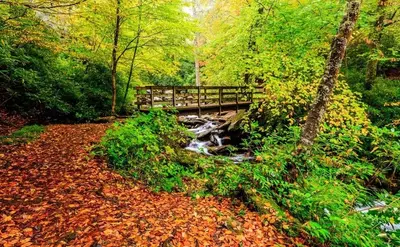 The Chimney Tops trail in the Smoky Mountains during the fall.