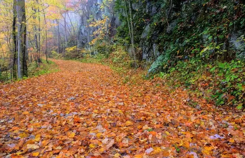 Smoky Mountain fall color