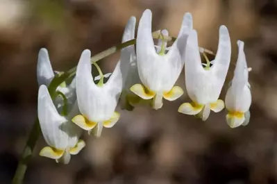 Smoky Mountain wildflower Pilgrimage