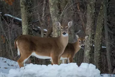 Two deer standing in the snow in Gatlinburg