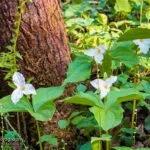 Blooming White Trillium and Bishop's Cap