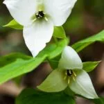 Trillium simile