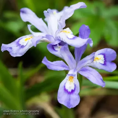 Dwarf crested iris