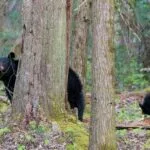 Mother Black Bear and Three Cubs