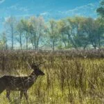 Buck in Cades Cove