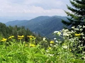 spring wildflower pilgrimage gatlinburg tn