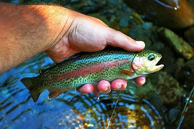 fishing gatlinburg